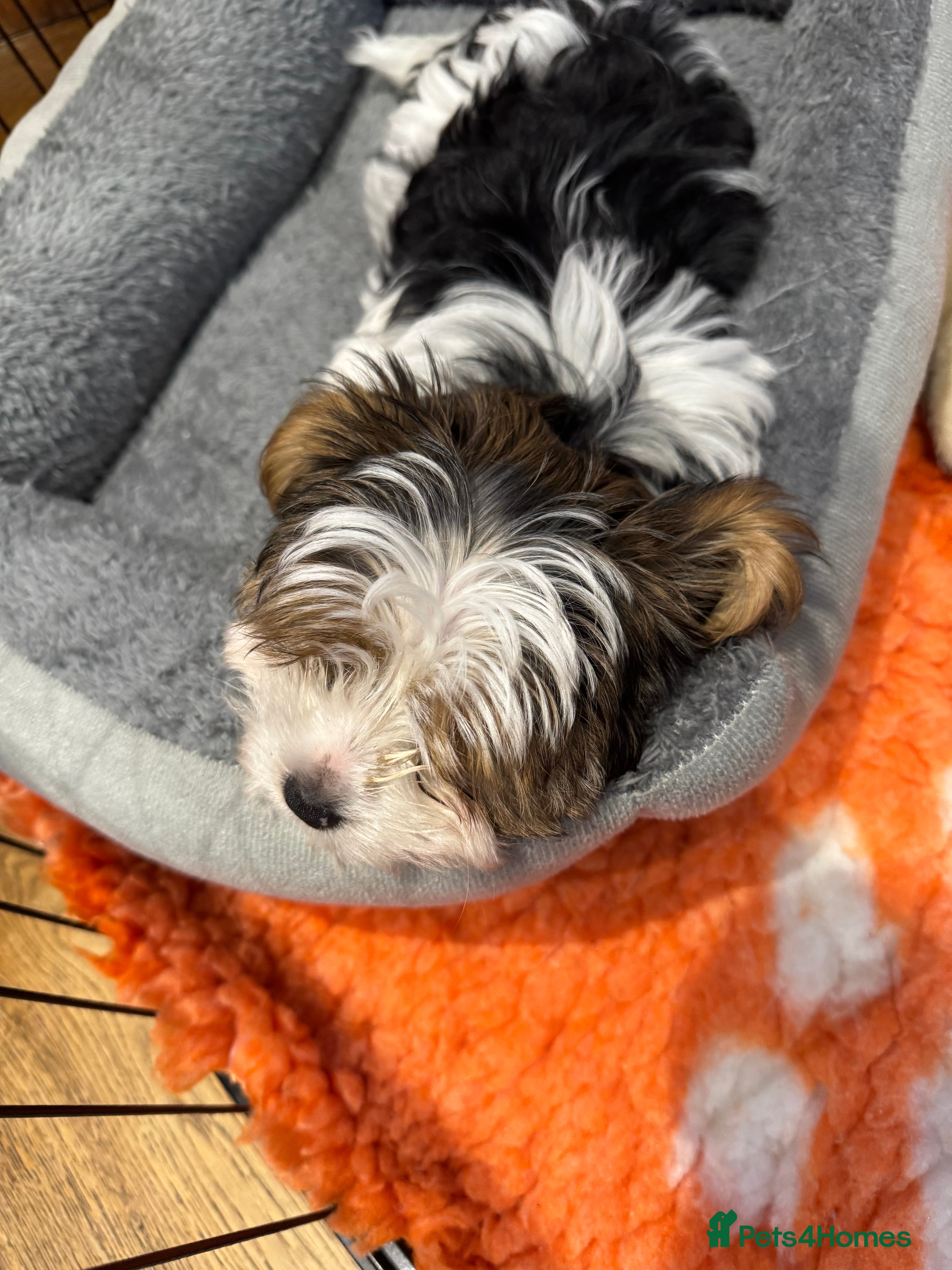 Biewer Terrier dogs Biewer Terrier - Advert 10