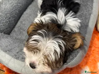 Biewer Terrier dogs Biewer Terrier - Advert 10