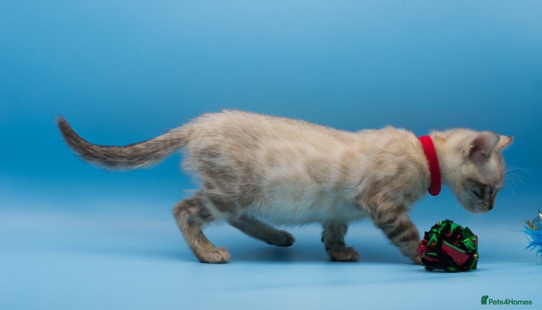 Bengal cats for sale: Beautiful TICA Registered Bengal Kittens - Advert 9