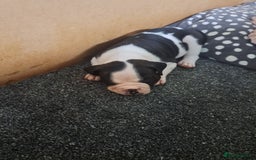 Dorset Olde Tyme Bulldogge dogs for sale: Olde tyme English bulldogs - Image 5