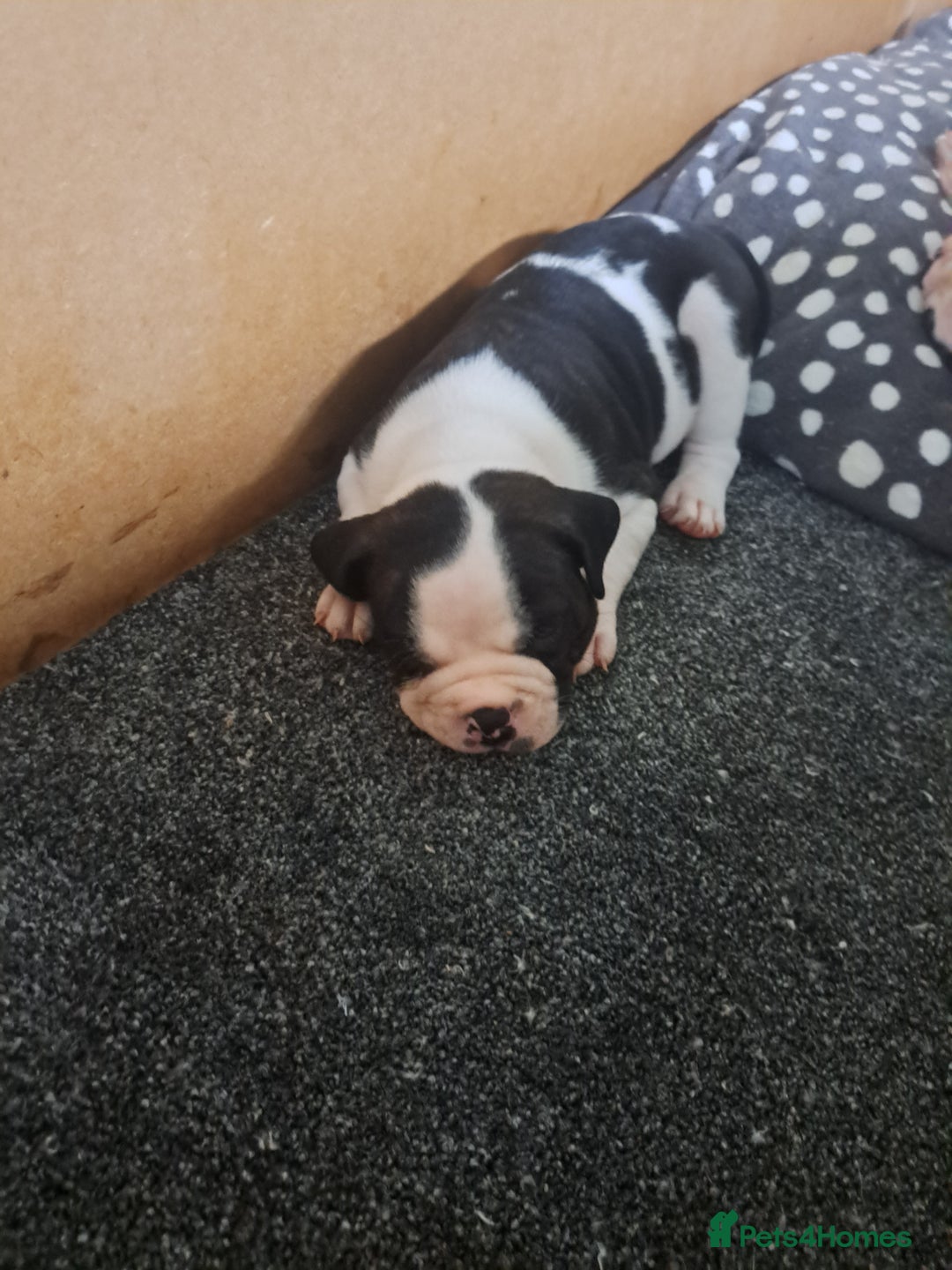 Dorset Olde Tyme Bulldogge dogs for sale: Olde tyme English bulldogs - Image 5