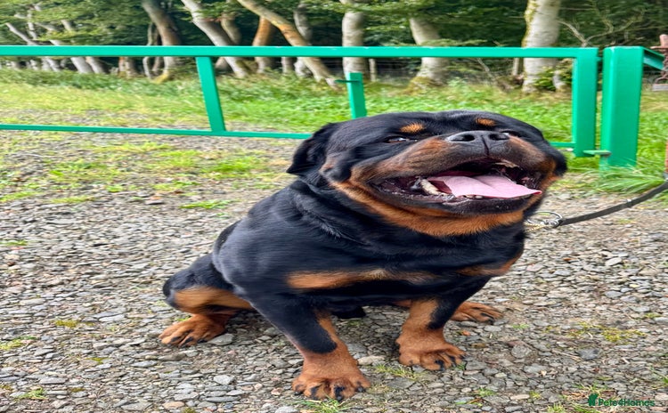 Rottweiler dogs - Advert 1