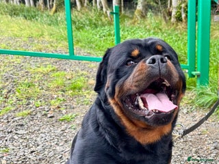 Rottweiler dogs - Advert 2