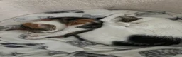 Aegean cats for sale: Adorable Calico Kittens For Sale - Advert 6