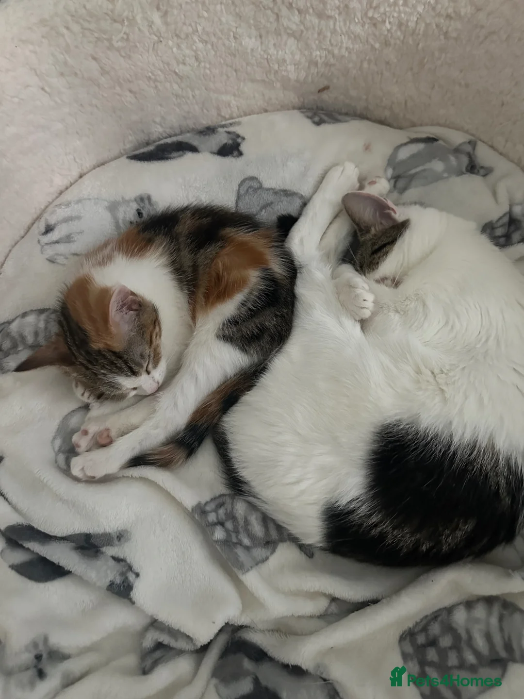 Aegean cats for sale: Adorable Calico Kittens For Sale - Advert 6
