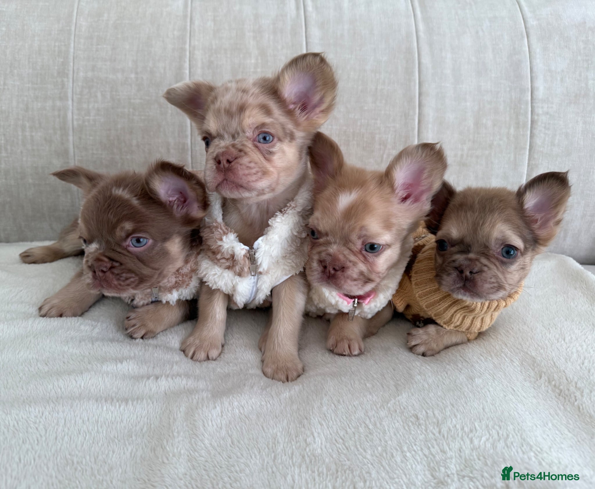 French Bulldog dogs Full fluffy frenchies. Ready to leave ❤️ - Advert 8