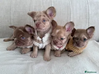 French Bulldog dogs Full fluffy frenchies. Ready to leave ❤️ - Advert 8