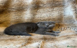 Scottish Fold cats for sale: Scottish fold kittens for sale - Image 11