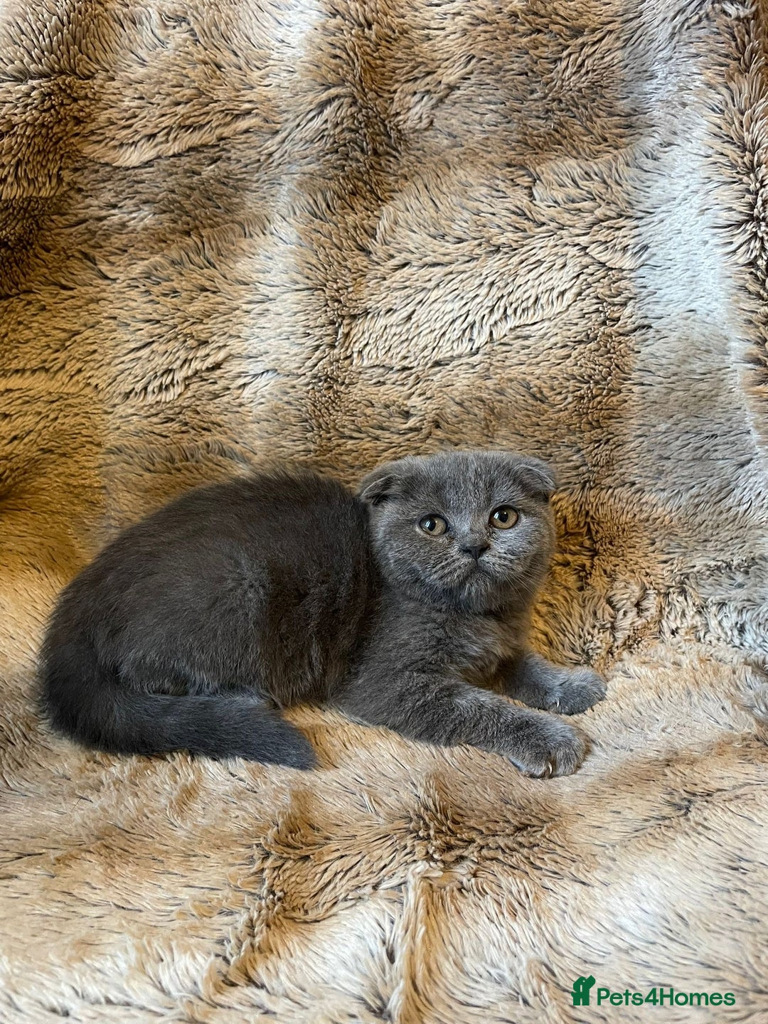 Scottish Fold cats for sale: Scottish fold kittens for sale - Image 11