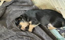 Jack Russell dogs for sale: Miniature Jack Russell pups  - Image 3