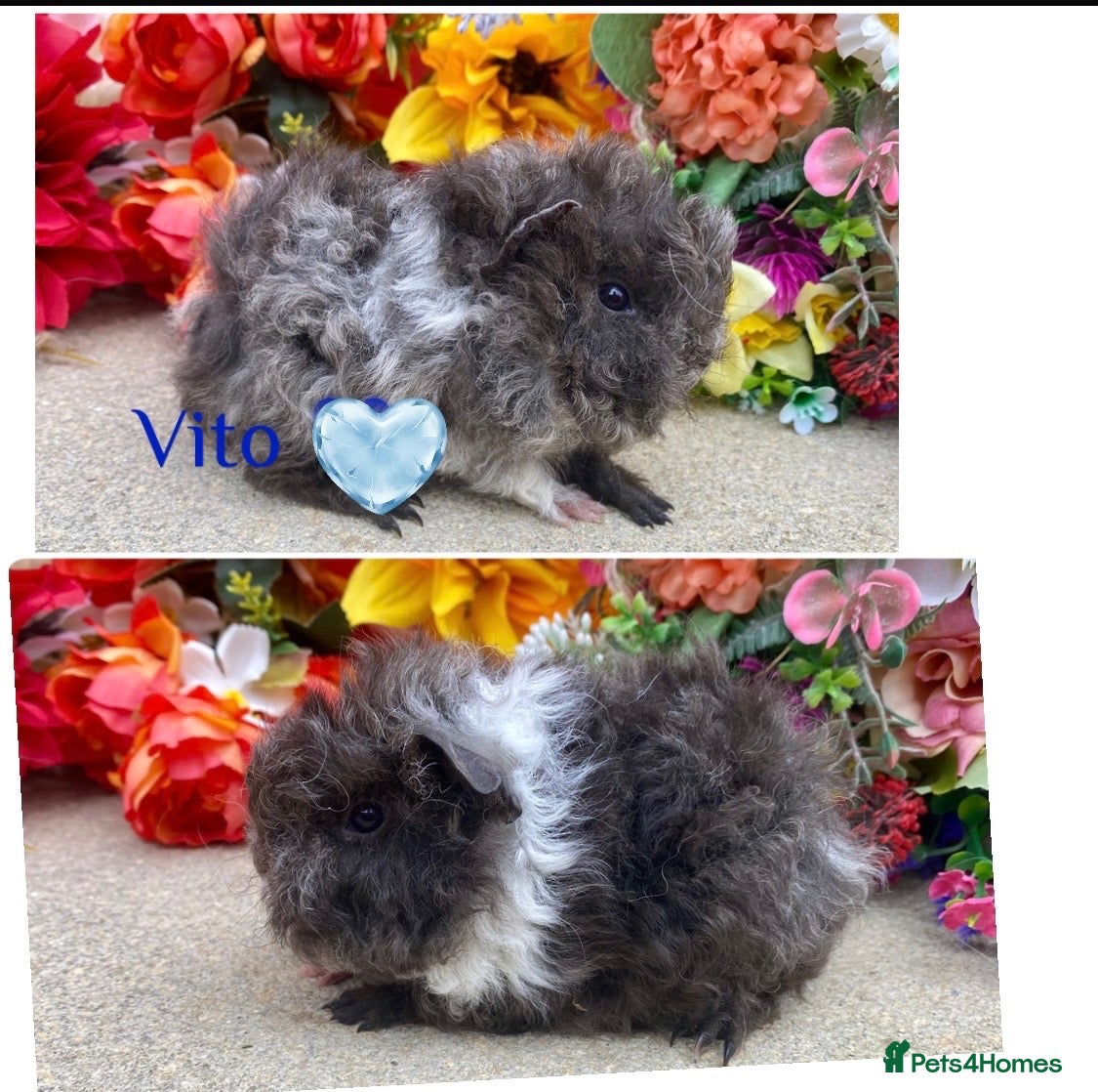 Guinea Pig rodents Pedigree Lunkarya/Blue/ Dalmation Guinea pigs  - Advert 2