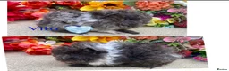 Guinea Pig rodents for sale: Pedigree Lunkarya/Blue/ Dalmation Guinea pigs  - Advert 3