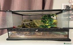 Cockroaches invertebrates for sale: adult and baby hissing cockroaches with setup  - Image 1