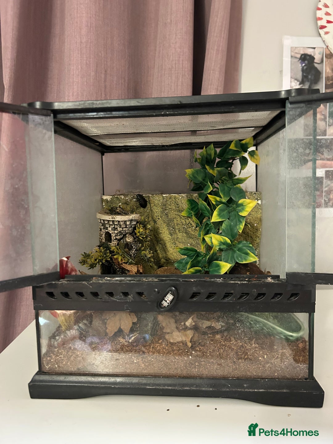 Cockroaches invertebrates for sale: adult and baby hissing cockroaches with setup  - Image 1
