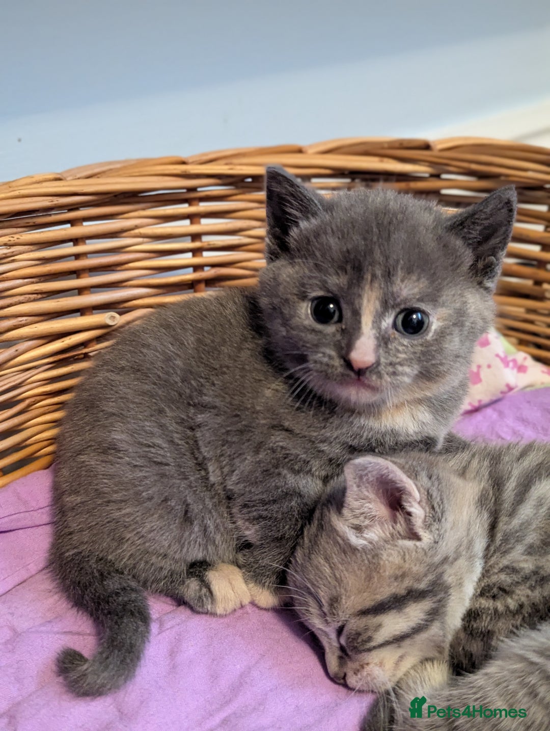 Mixed Breed cats for sale: 5 beautiful and playful kittens - Advert 17