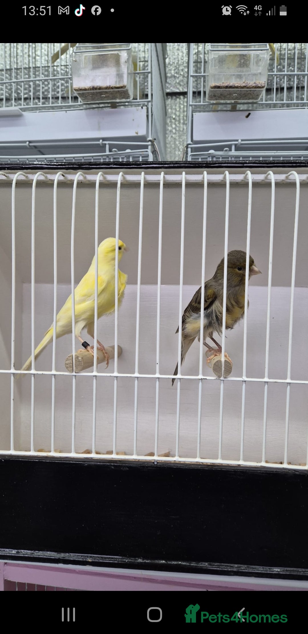 Canaries birds for sale: Canaries for sale - Advert 17