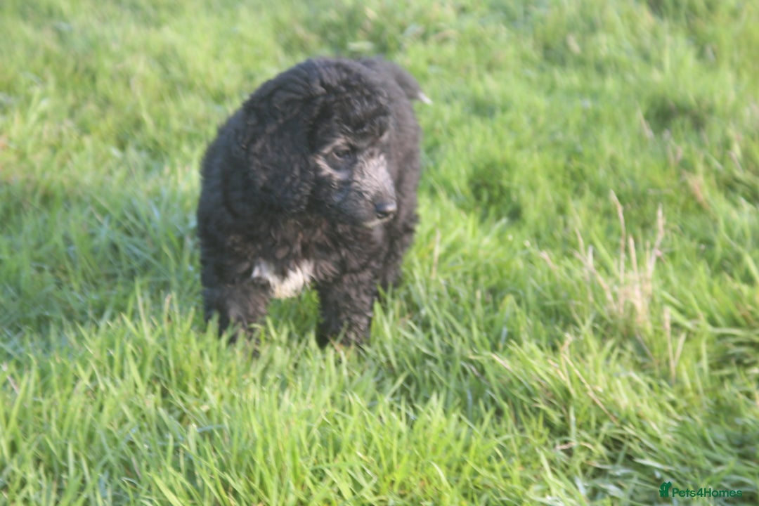 Australian Labradoodle dogs for sale: Health Tested ✔️ BOTH✔️ Parents HIP& ELBOW scored - Advert 18