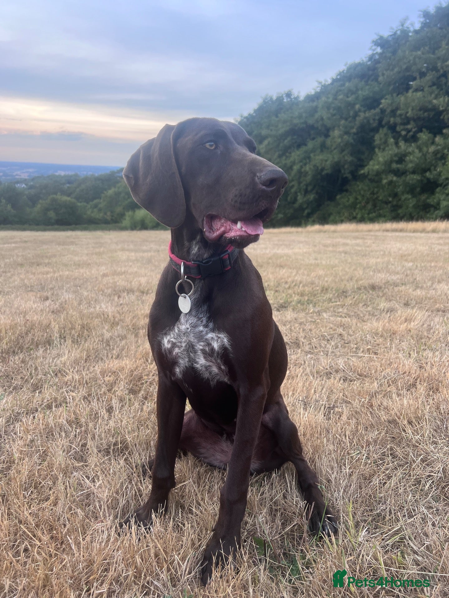 German Shorthaired Pointer dogs German Shorthaired Pointer - brilliant dog  - Advert 1