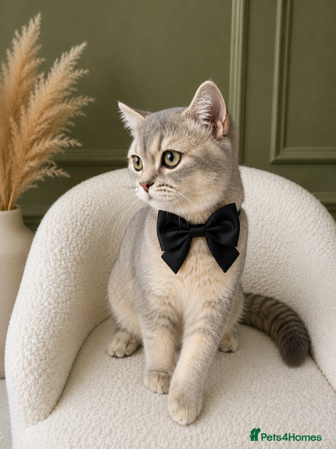 British Shorthair cats for sale: GCCF Golden Blue 🦋BSH Boy  - Advert 1