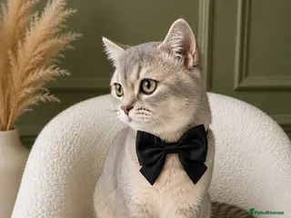 British Shorthair cats GCCF Golden Blue 🦋BSH Boy - Advert 4