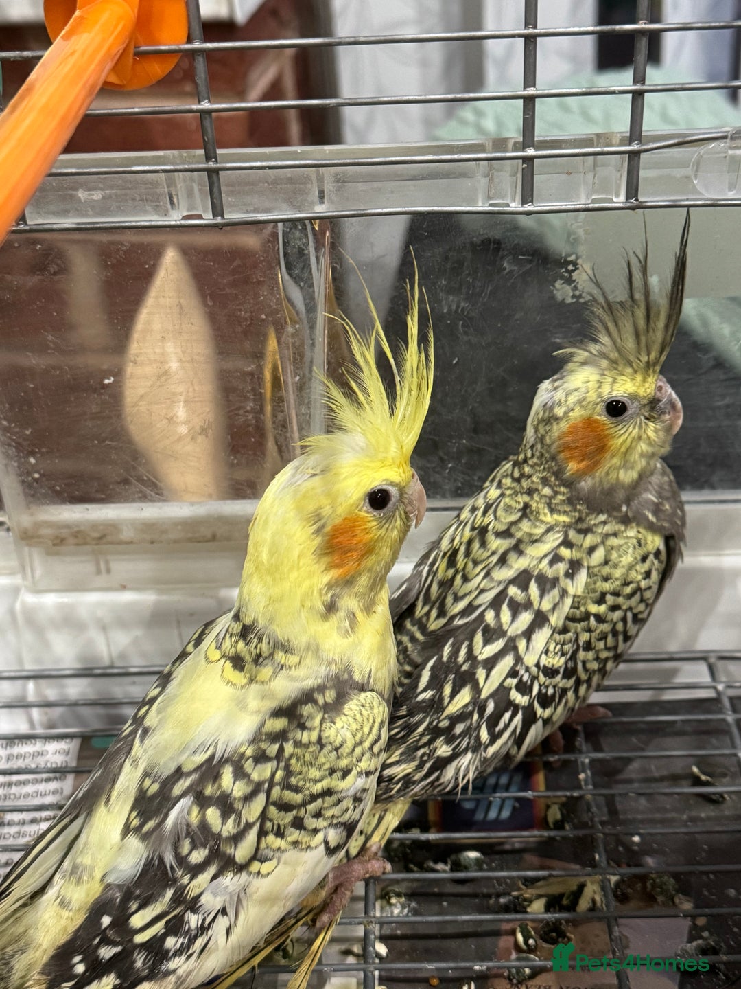 Cockatiels birds for sale: Baby cockatiels  - Advert 3