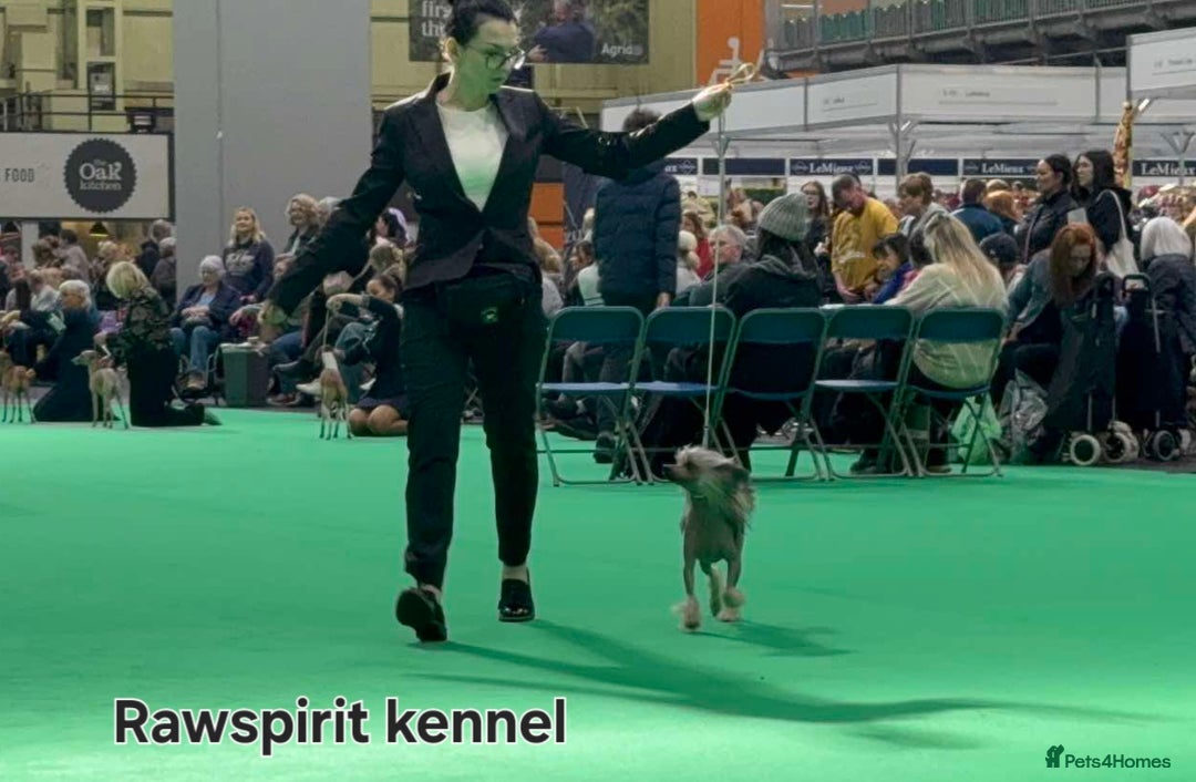 Chinese Crested dogs for stud: Julien INSOLITE FAMILIER import Pl  - Image 4