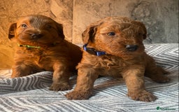 Cavapoo dogs for sale: Stunning Health Tested F1BB Cavapoo’s 🧬 - Image 28