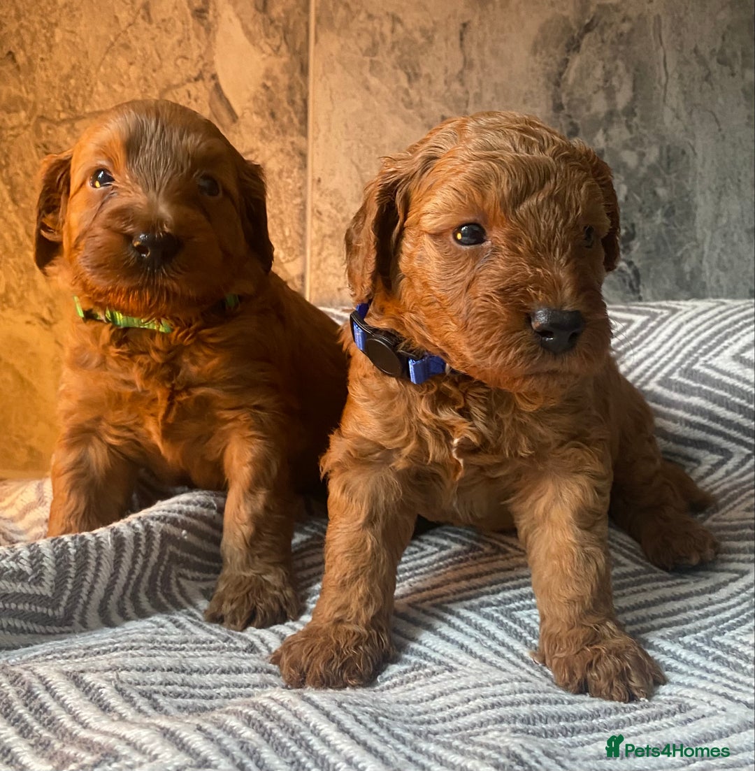 Cavapoo dogs for sale: Stunning Health Tested F1BB Cavapoo’s 🧬 - Image 28