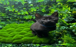 Egyptian Mau cats for sale: Smoke Egyptian MAU x Bengal spotted&marble kittens - Image 8