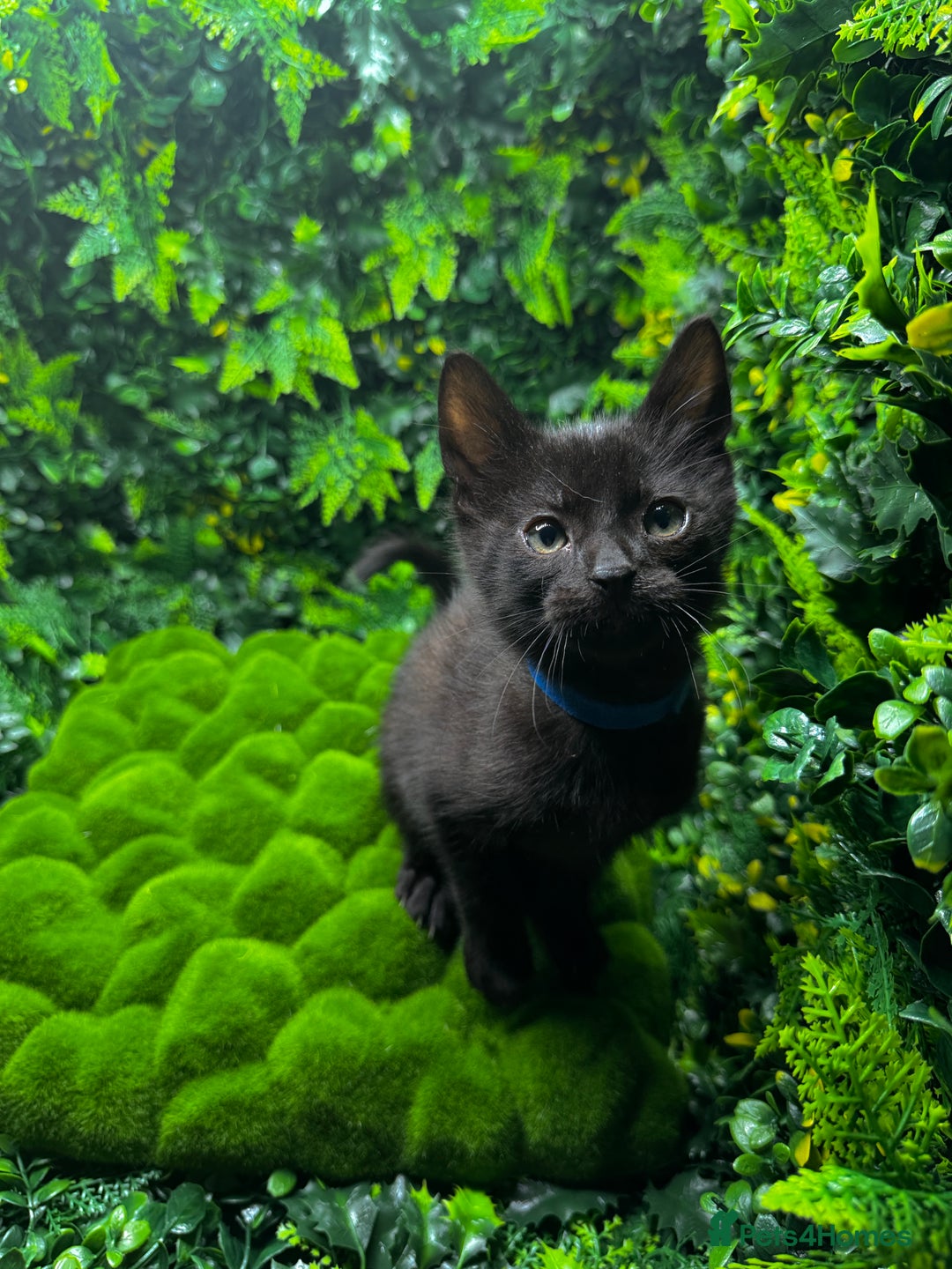 Egyptian Mau cats for sale: Smoke Egyptian MAU x Bengal spotted&marble kittens - Image 8