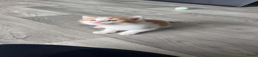 kitten 