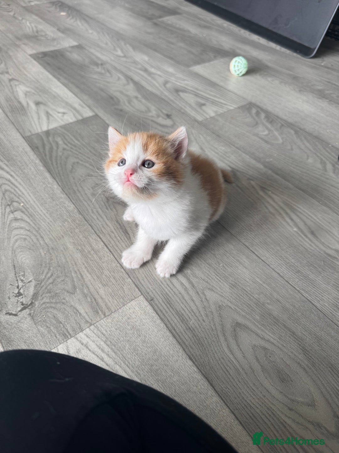 Domestic Shorthair cats for sale: Beautiful ginger and white kitten  - Image 4