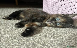 Mixed Breed cats for sale: 2 fluffy girls left out of litter of 5 - Image 6