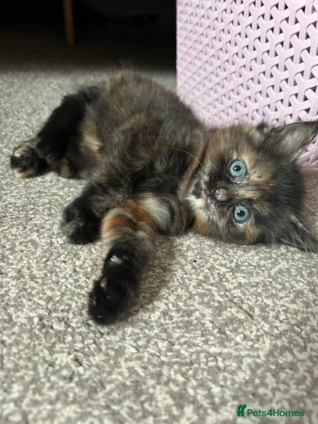 Mixed Breed cats for sale: 2 fluffy girls left out of litter of 5 - Image 6