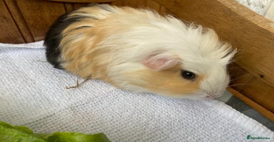 Guinea Pig rodents 2x beautiful baby guinea BOY5 available  - Advert 6