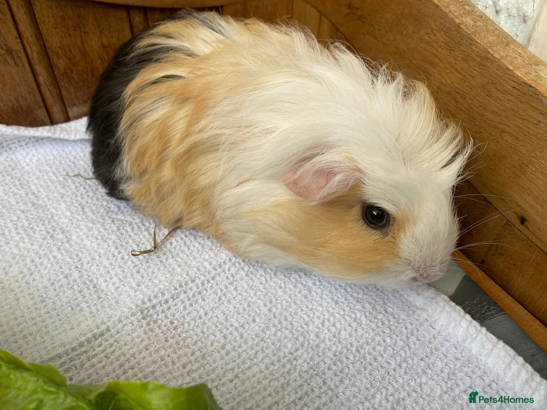 Guinea Pig rodents for sale: RESERVED 1x beautiful baby guinea BOY available  - Advert 3