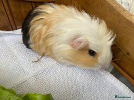 Guinea Pig rodents 2x beautiful baby guinea BOY5 available - Advert 2