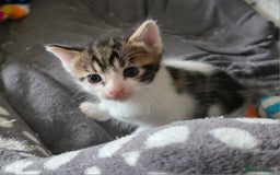 Mixed Breed cats for sale: Boy kitten - Image 3