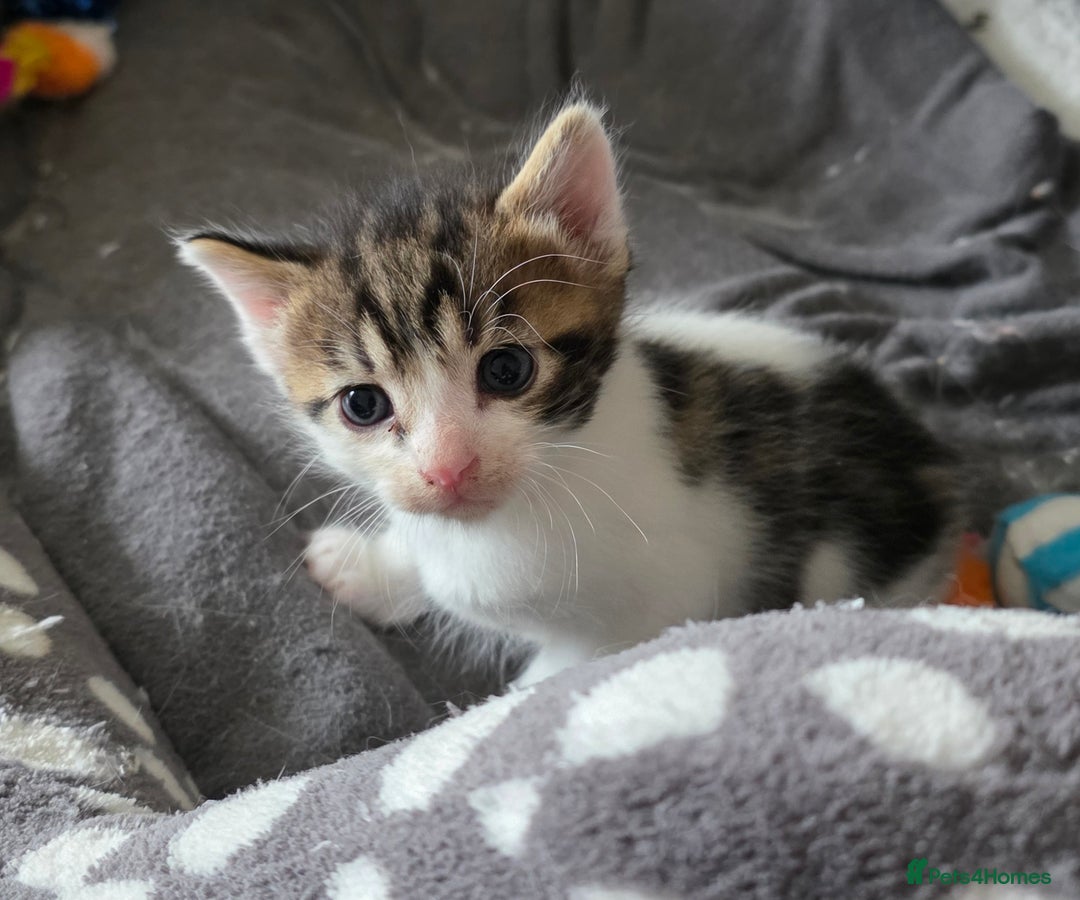 Mixed Breed cats for sale: Boy kitten - Image 3