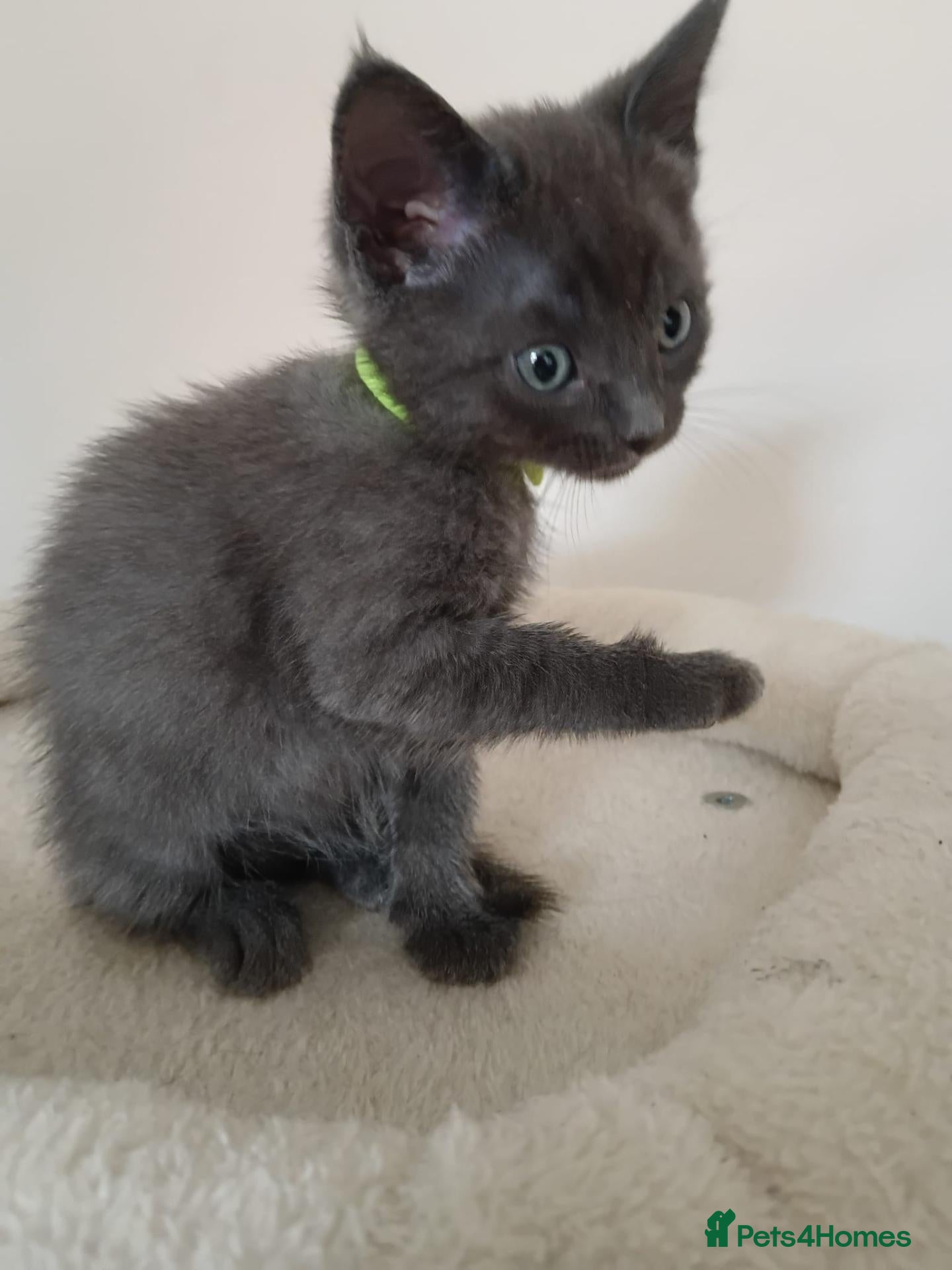 Mixed Breed cats Beautiful kittens  - Advert 10