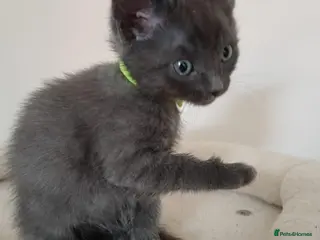 Mixed Breed cats Beautiful kittens - Advert 10