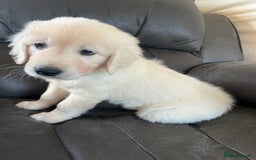 Golden Retriever dogs for sale: 5 generation KC registered pure white  - Image 15