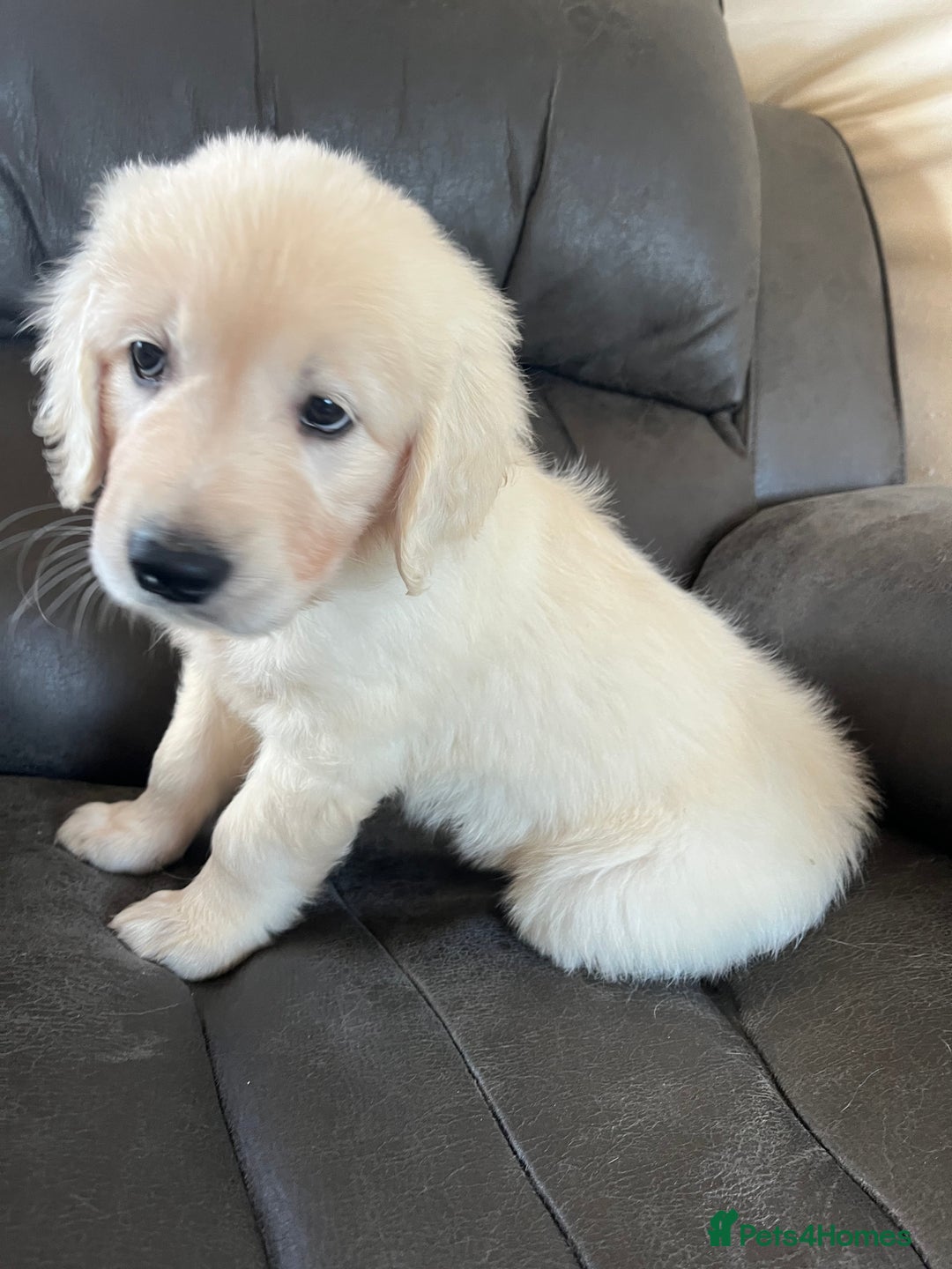 Golden Retriever dogs for sale: 5 generation KC registered pure white  - Image 15