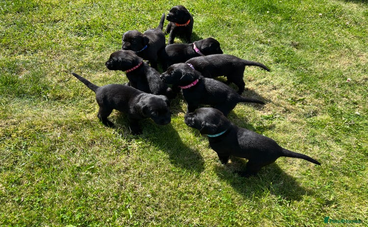 Labrador Retriever dogs - Advert 5