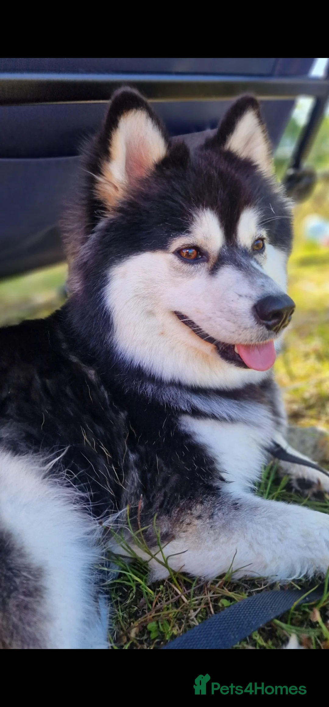 Pomsky dogs for sale: Stunning F3 pomsky puppys  - Advert 1