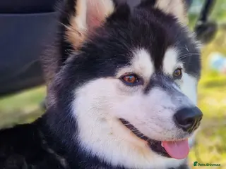 Pomsky dogs Stunning F3 pomsky puppys - Advert 1