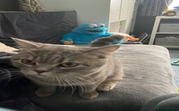 British Shorthair cats for sale: Lilac tabby British shorthair cat - Image 10