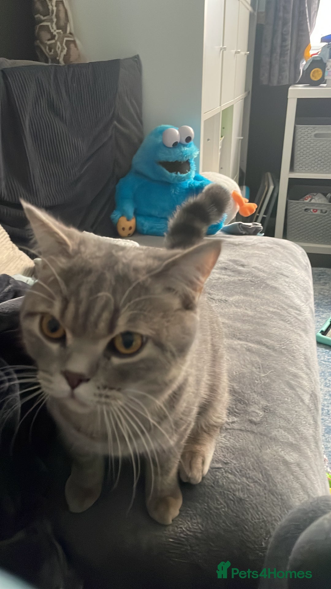 British Shorthair cats for sale: Lilac tabby British shorthair cat - Image 10