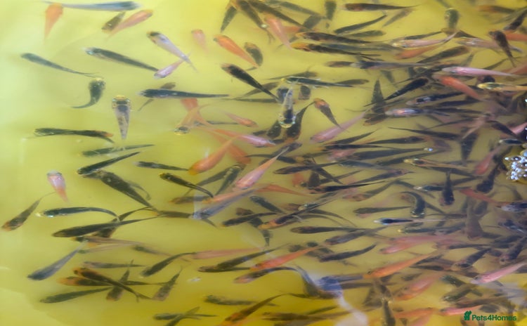 Koi Carp fish - Advert 14
