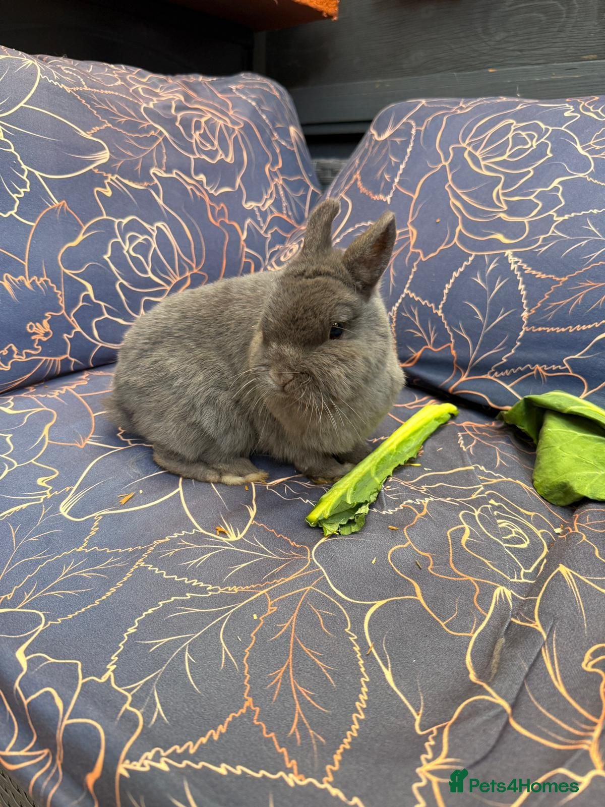Netherland Dwarf rabbits our loving Nala  - Advert 1